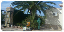 Fumigar palmera