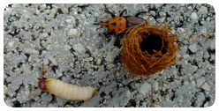 Escarabajo Picudo rojo y su larva