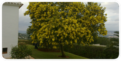 Mantenimiento de jardines con un árbol mimosa