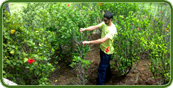 Poda integral de jardín Poda integral de jardín
